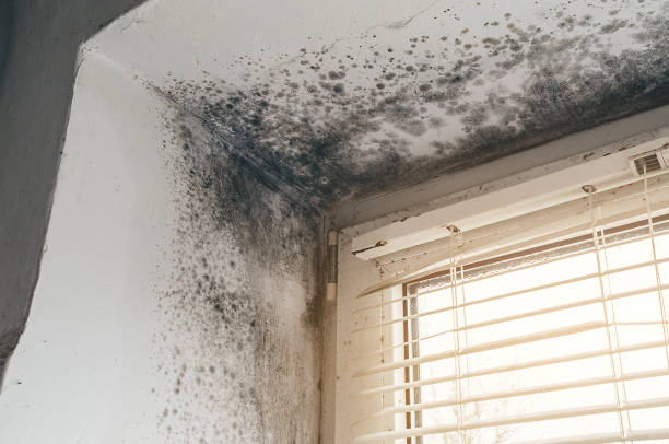 Affordable Mold Remediation solutions in Siler City, NC